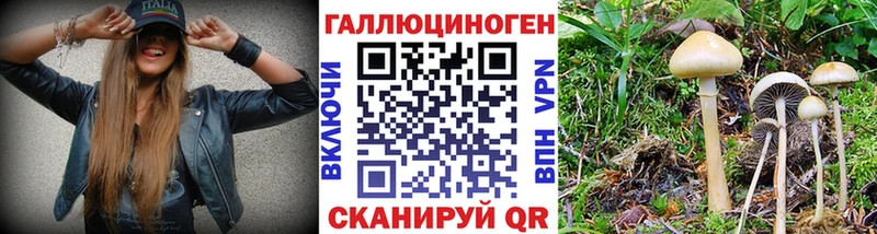 Галлюциногенные грибы Psilocybe Талдом